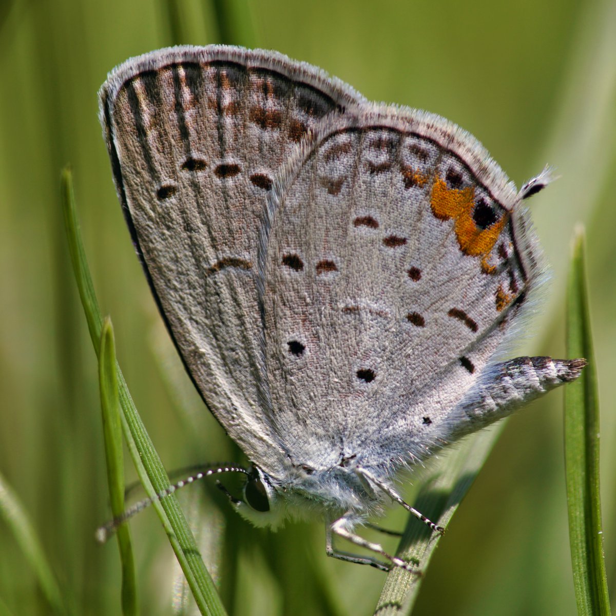 JohnReedPavan's tweet photo. Had to wait about fifteen minutes for this Eastern Winged-blue butterfly to land this morning in Carl Schurz Park.
#easternwingedblue #gossamerwinged #gossamerbutterfly #smallbutterfly #bluebutterfly #butterfly #nature #wildlife #macro #entomology #carlschurz #nycparks https://t.co/rv8OHohpLP