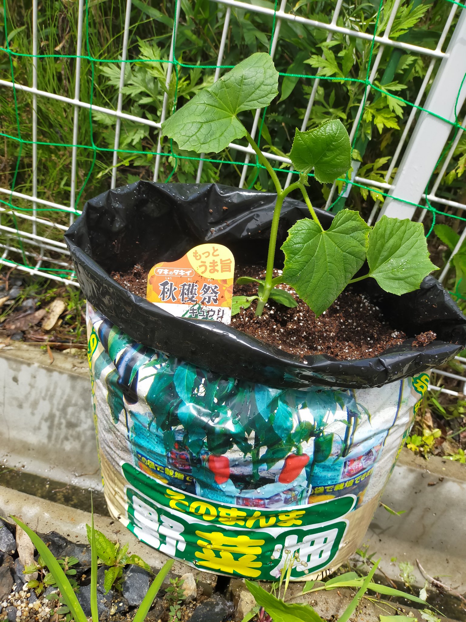 りしゃ 遅ればせながら タキイ種苗さんで頂いた袋栽培のやつを使わせていただきました さらに苗もタキイ さんで きゅうり栽培が楽しくて追加 来年は2つか3つ作るぞー タキイ タキイ種苗 そのまんま野菜畑 T Co Cl5sbxmkmi Twitter