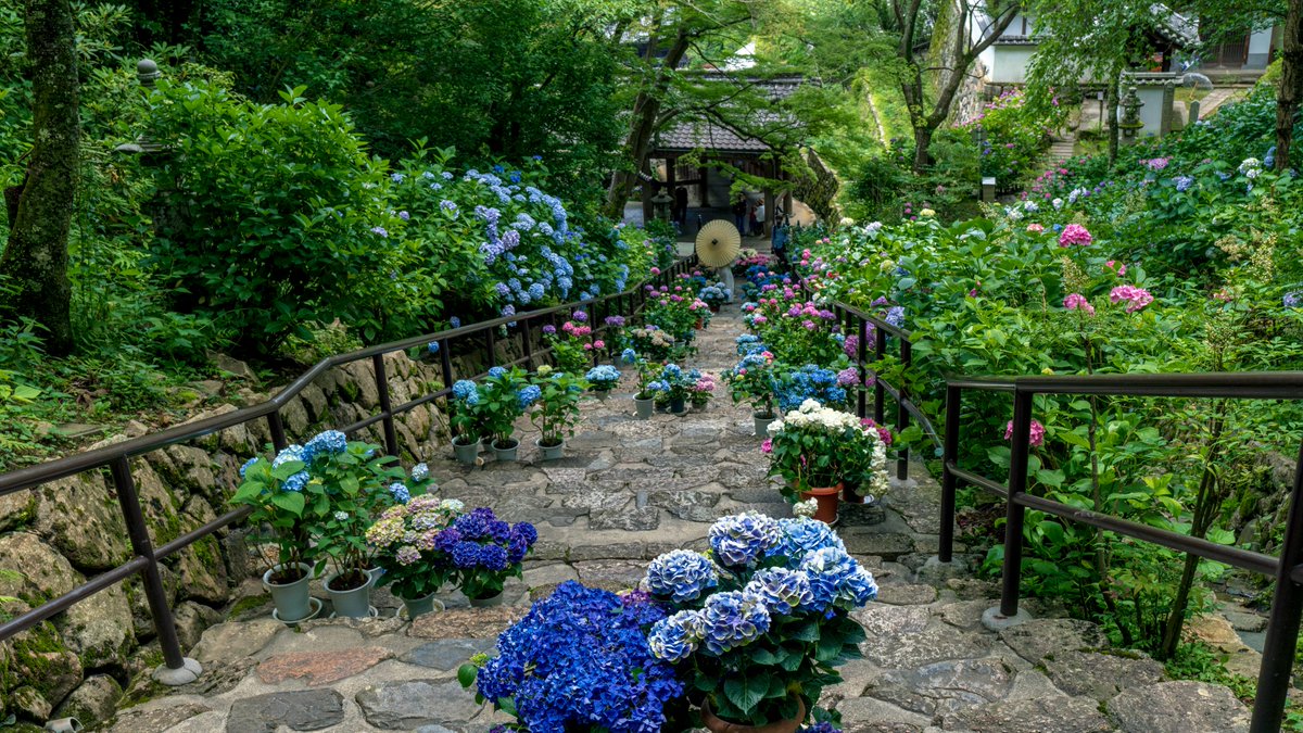 Tom Koyama 総本山長谷寺 初夏の彩り Bright Hydrangeas In Hase Dera Temple Nara Hasedera Hasederatemple Saigoku33 Hydrangea Nara Landscape Heritage Nara Stonesteps 長谷寺 奈良長谷寺 西国三十三所 紫陽花 アジサイ 奈良県景観資産
