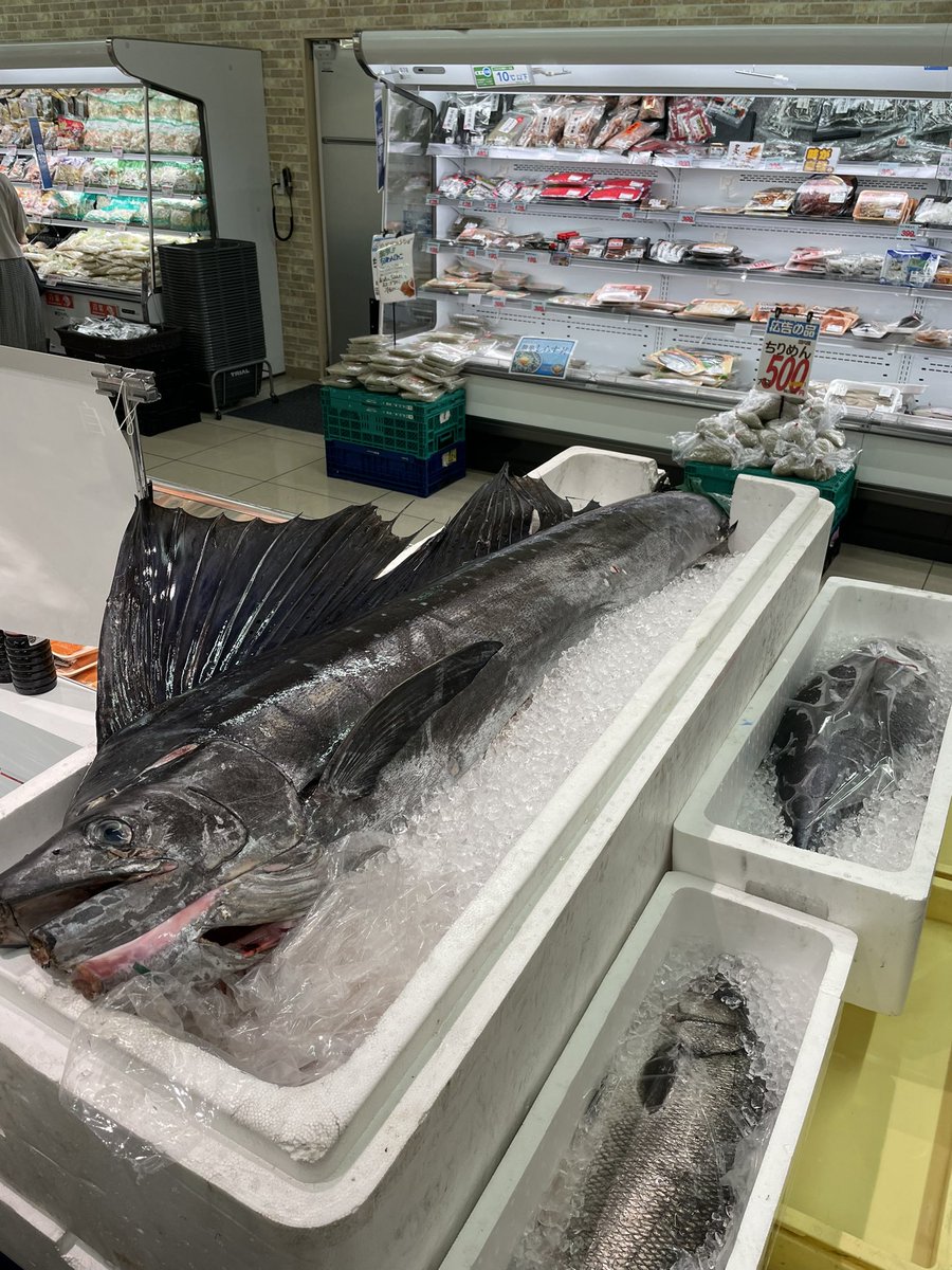 アナベル カトー 今日のトライアル三田店はバショウカジキ円でした T Co B6wzldj1ws Twitter