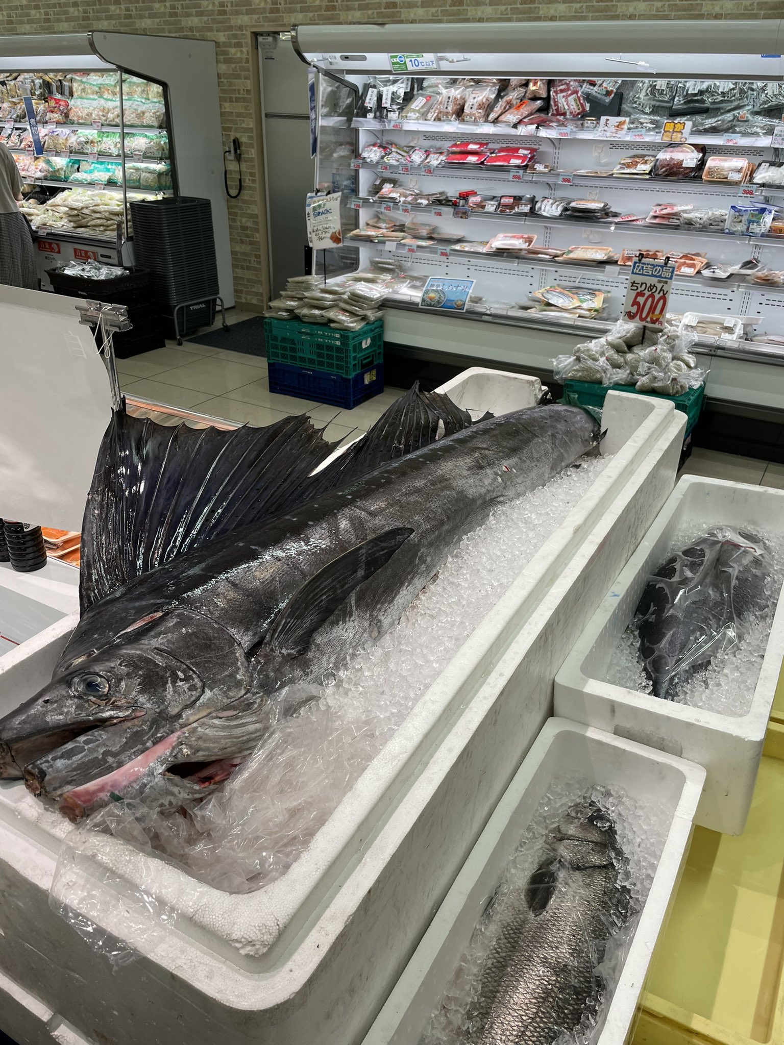 アナベル カトー 今日のトライアル三田店はバショウカジキ円でした T Co B6wzldj1ws Twitter