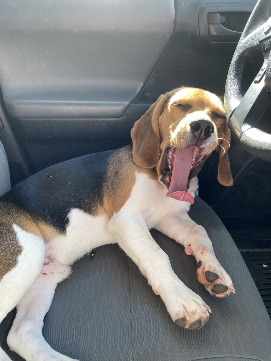 EmilieEvander's tweet photo. Just showing off our cute boy, Diesel! https://t.co/SHWKqRXKFb