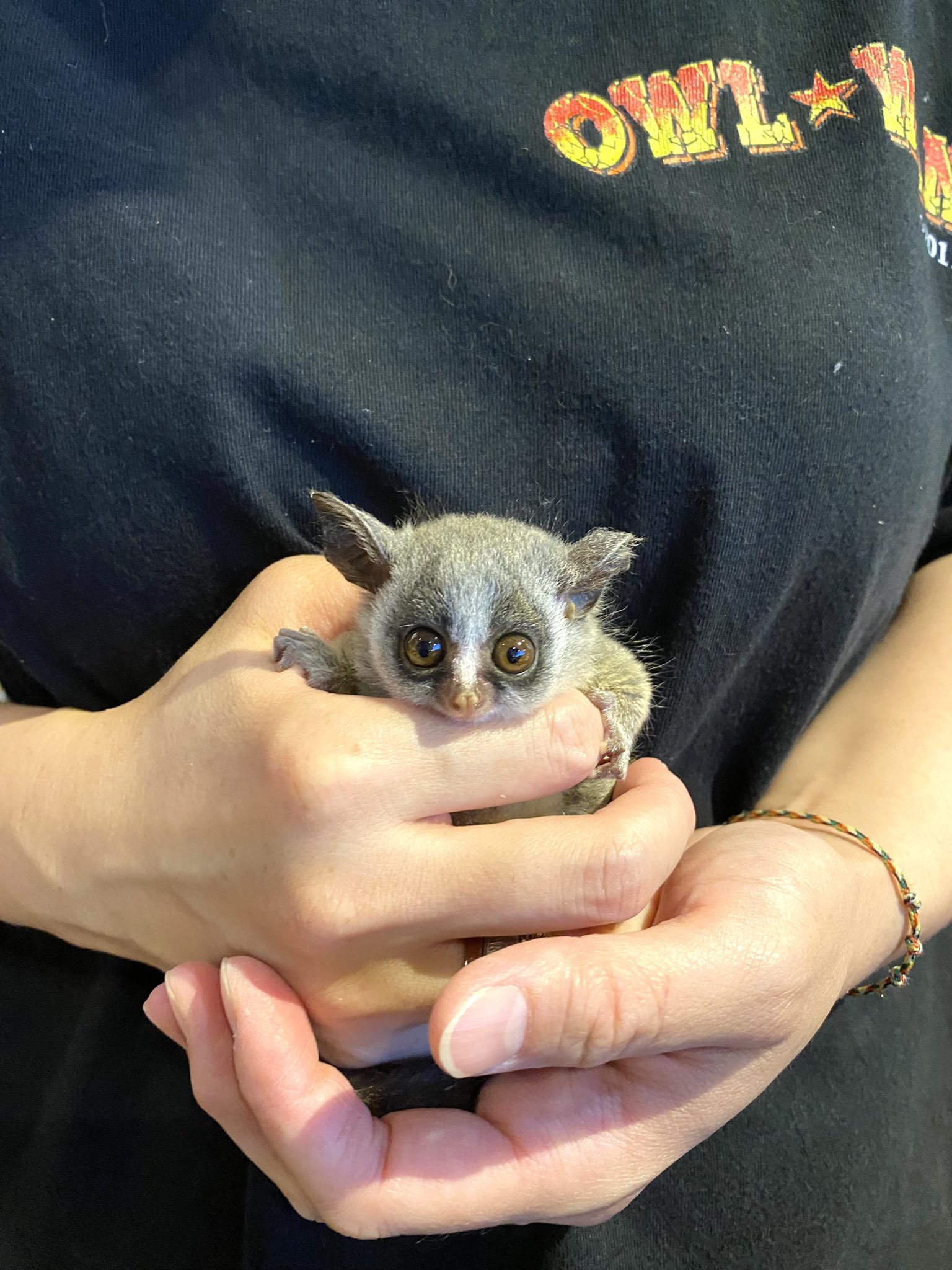 エキゾチックアニマル販売 Owl Wan アウルワン ショウガラゴ 情報 5 27産 キキララペアー 1頭 6 1産 ペコポコペアー 2頭 本日から人工飼育です プラムさん親元のブリーダーさんからも今夜4頭入店です 雌雄は大方分かってますがお残し 事前少数