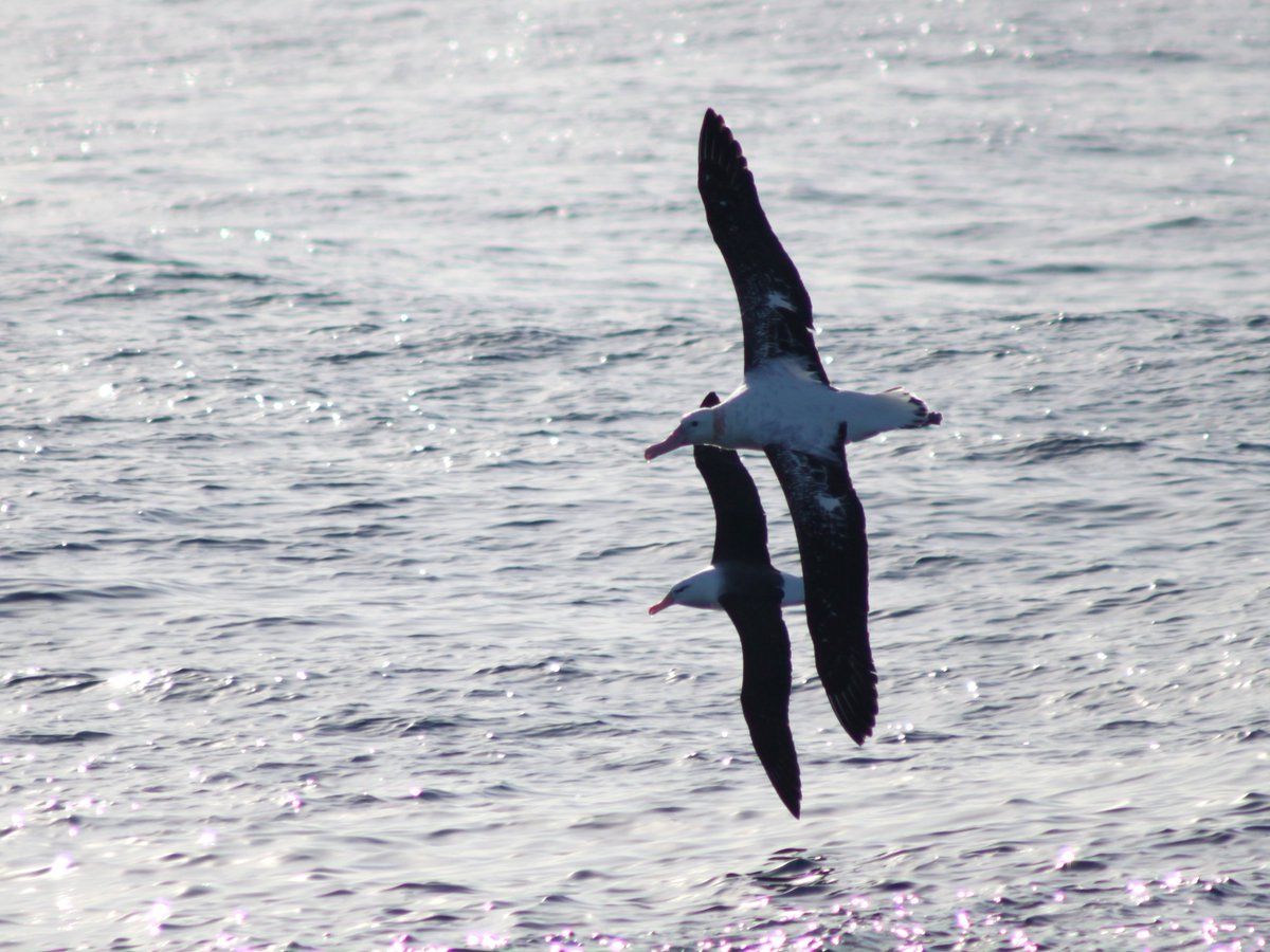 DGianuca's tweet photo. Today is #WorldAlbatrossDay2021, a day to honors these magnificent birds, their importance, and highlights the conservation crisis they face. I'm very rewarded for working to understand and protect these birds. #WAD2021 #WorldAlbatrossDay @AlbyTaskForce @ProjetoAlbatroz https://t.co/W28vTWV64x