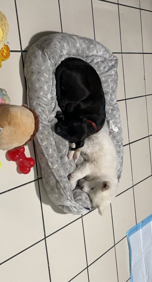 Haileyyyraee's tweet photo. Here’s some pics of my fur babies.🥺 https://t.co/awktVbAjRr