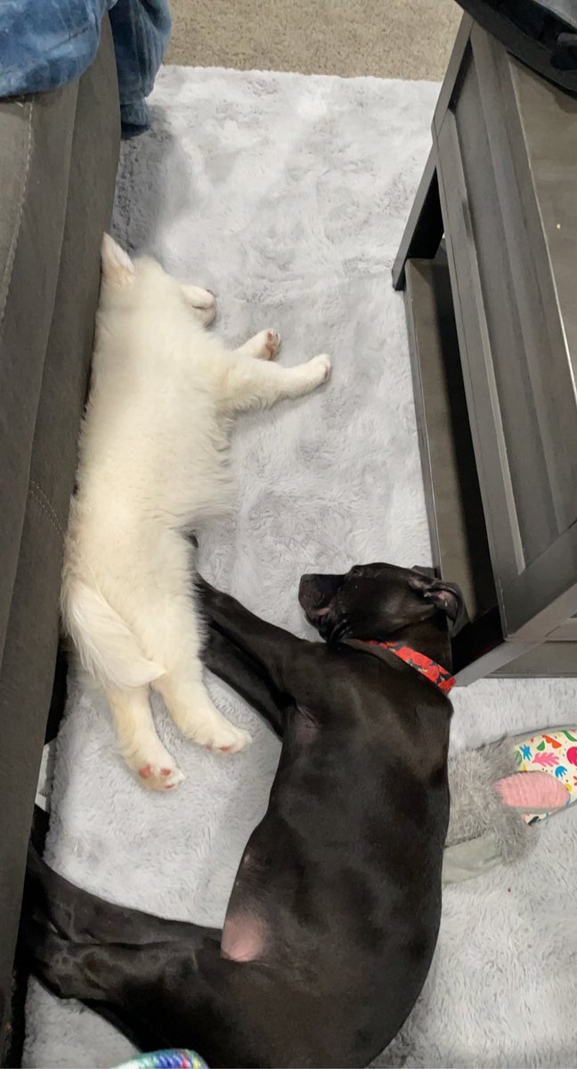 Haileyyyraee's tweet photo. Here’s some pics of my fur babies.🥺 https://t.co/awktVbAjRr