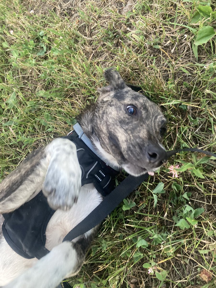 Colie_Babyy's tweet photo. This is my new dog, Monty. https://t.co/u2fMEavkD0