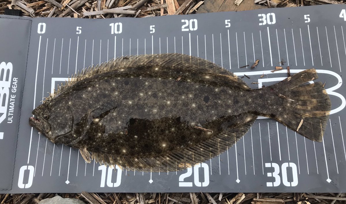 ルー 朝4時から某河口で釣り ソゲと鯉 宮城 河口 ヒラメ 鯉 スレ