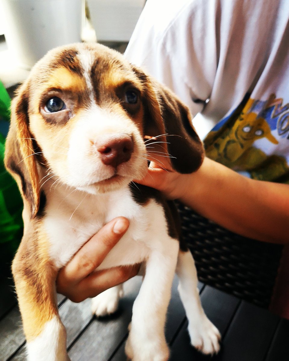 baymax090515's tweet photo. Welcome to the pack Bailey 🙂 ❤️❤️❤️ #BaileyDBeagle https://t.co/j7M6O48x0b