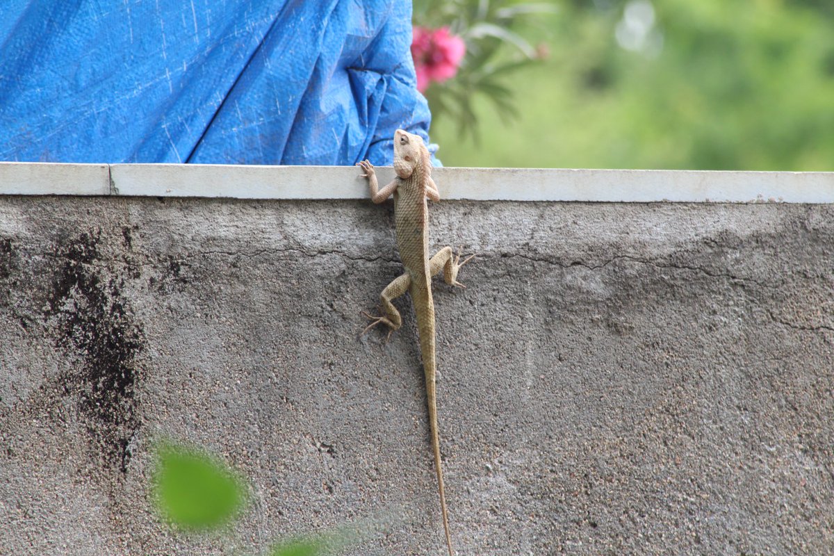 #Luv4wilds @WorldofWilds #ThePhotoHour #TwitterNatureCommunity #canonphotography #nature #gardenlizard @Avibase