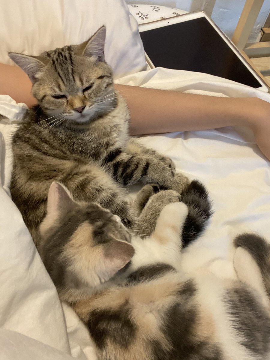 _DNVP_'s tweet image. มาฟ้องยายว่าโดนแย่งข้าวอิคนน้องตามมาแก้ตัว