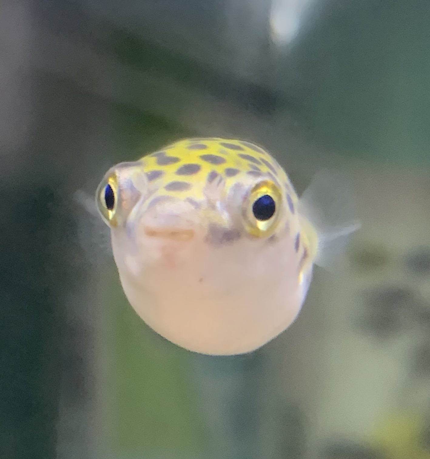 Twitter 上的 新高滝観魚園 こちら熱帯魚のミドリフグ 可愛い 気になった方は是非当店までお問い合わせください ミドリフグ T Co 7o1o5socod Twitter Twitter 上的 新高滝観魚園 こちら熱帯魚のミドリフグ 可愛い 気になった方は是非当店までお問い合わせください ミドリフグ T Co 7o1o5socod Twitter