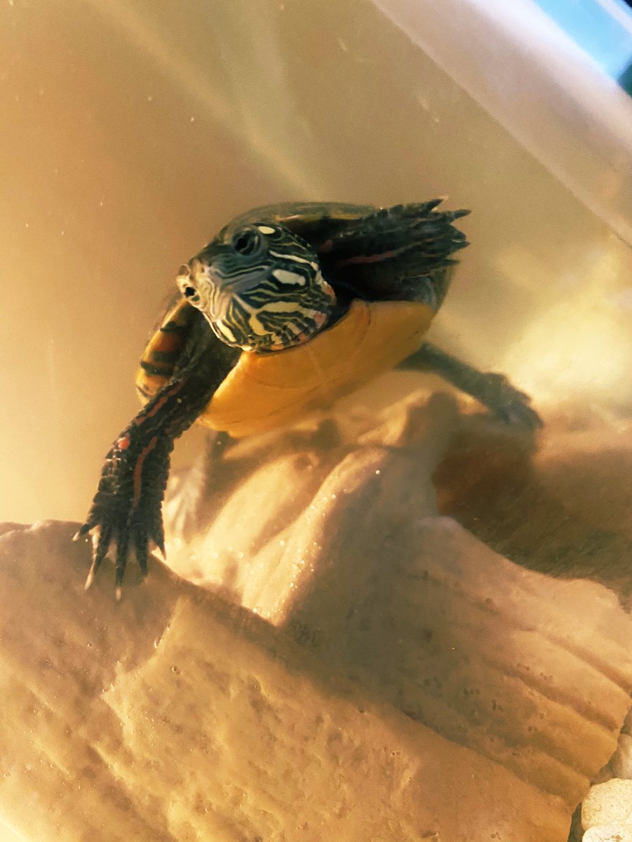 paultron19's tweet photo. My apex buddy 🤣❤️💯 #dontletmecatchyouslipnn  #ApexLegends https://t.co/9JDA7aMv91