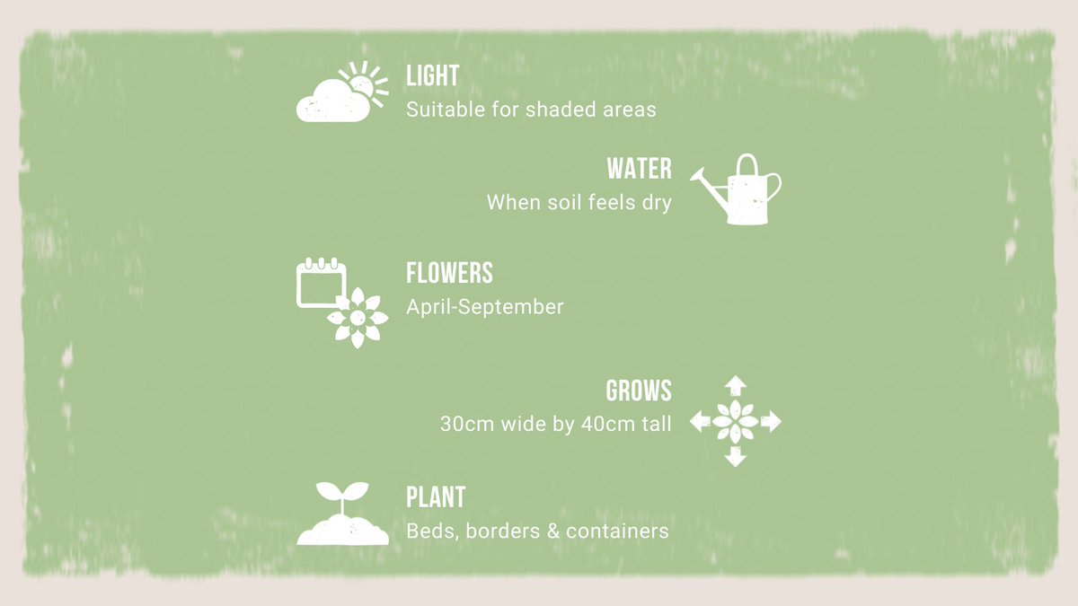 We've got some REALLY red Geranium growing in the greenhouse this week. Grab some before they are all gone 💨

Tap to shop 👇
wearethegrowers.co.uk/products/savan…

#wearethegrowers #geraniums #geranium #summer #flowerpower #plantsofinstagram #inthegarden #lovemygarden #inmygardentoday