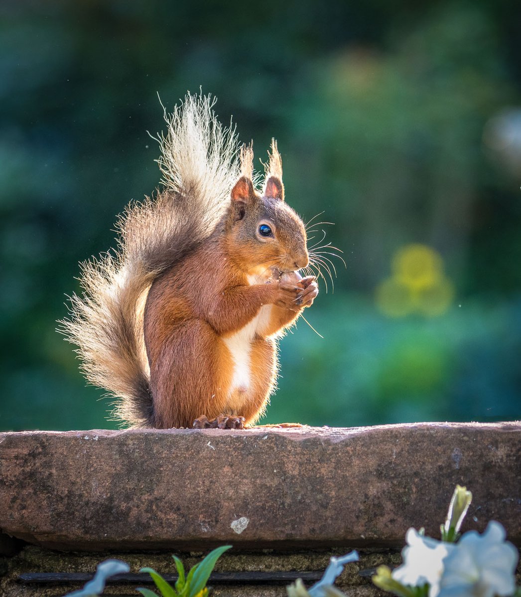 andrewswalks's tweet photo. Red squirrel in the garden this morning @RedSquirrelsNE https://t.co/Y2LsUzzXEE