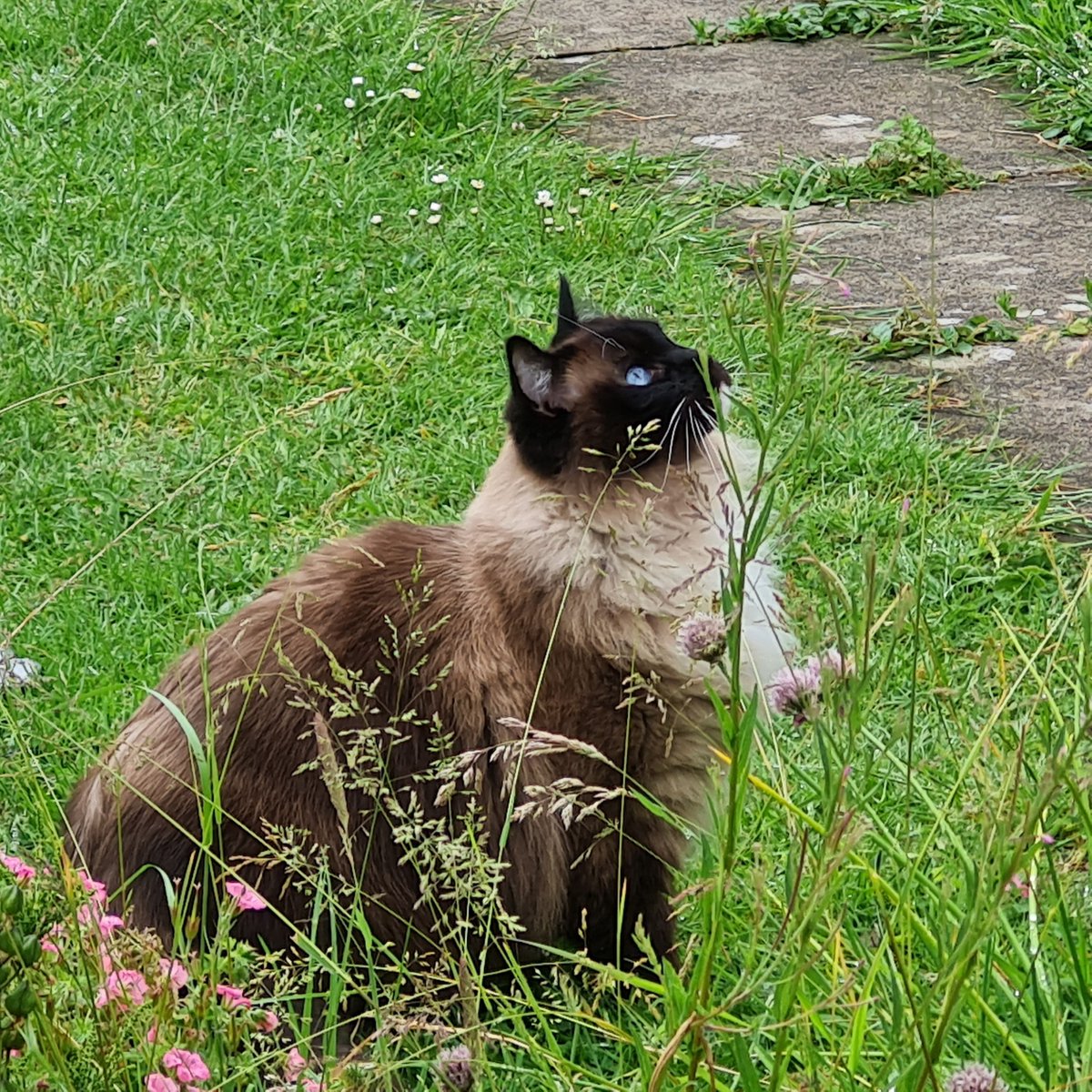 RascalFrank's tweet image. Sunday morning starling watching !