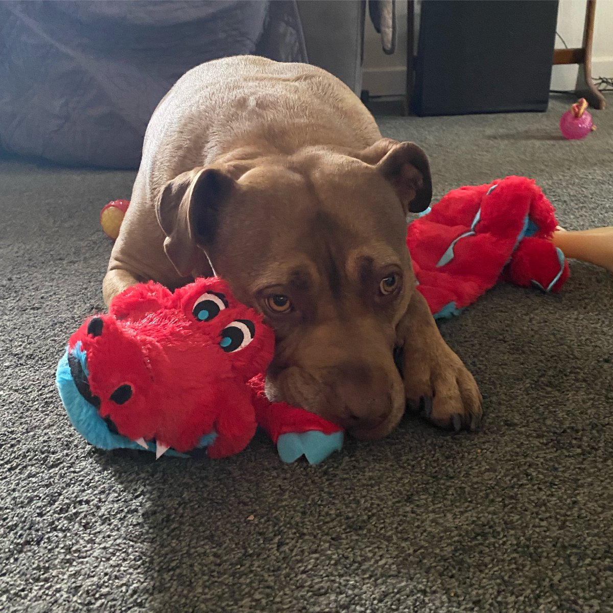 coco&mitzie 🇬🇧 tweet media