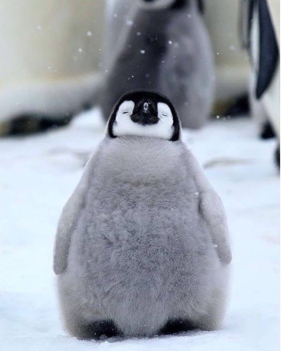 penguins ♡ tweet media
