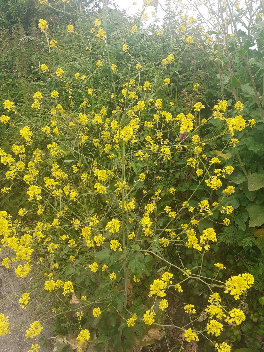 Edward Chapman tweet media