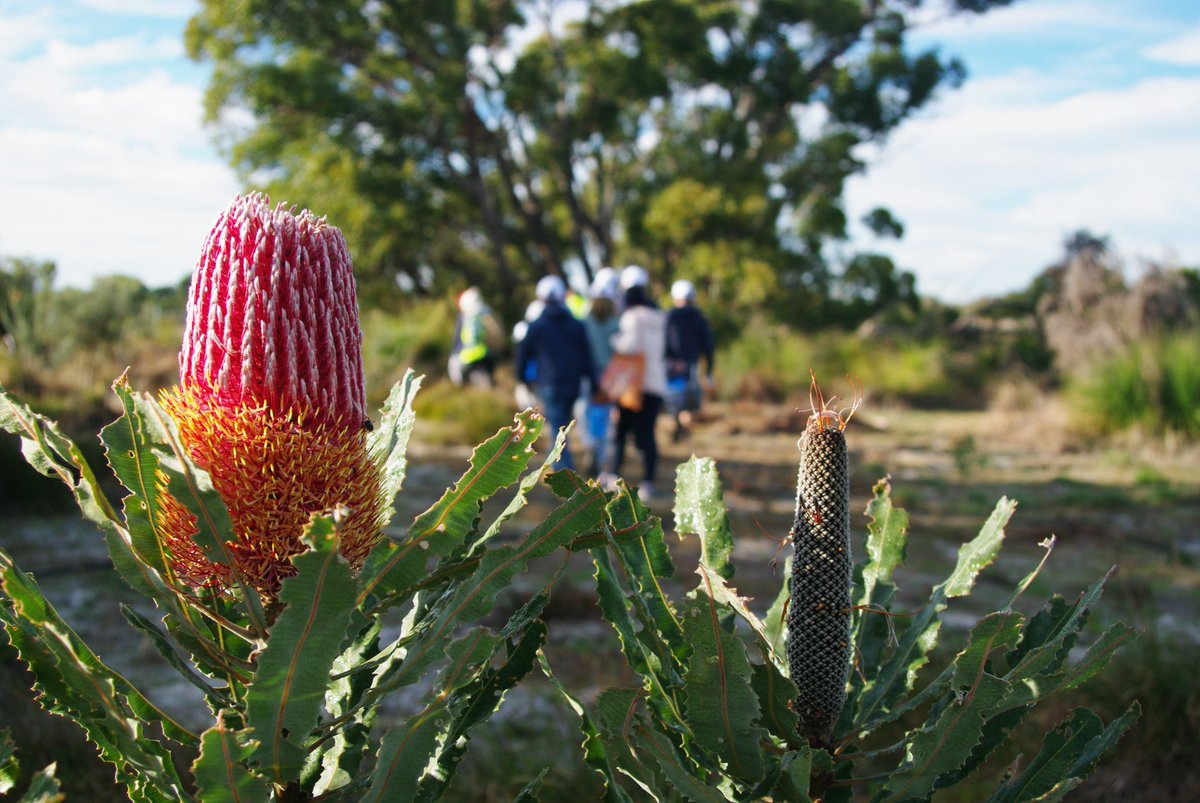 trilliontreesau's tweet photo. We had a great day at Whiteman Park getting our annual Trillion Trees Challenge underway. Big thanks to all involved including our major sponsor De Bortoli Wines, the fabulous CWA Midland Branch, our dedicated tree planters and our tireless Trillion Trees staff. Great work! https://t.co/5lPbzQq0jv