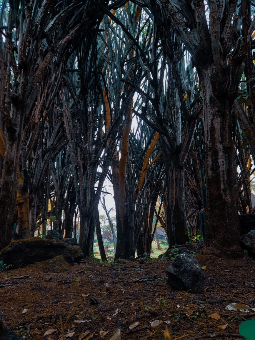 NjSamwel's tweet photo. Look deep into nature, and then you will understand everything better. #CAMissionKE https://t.co/wEVc00DzuR