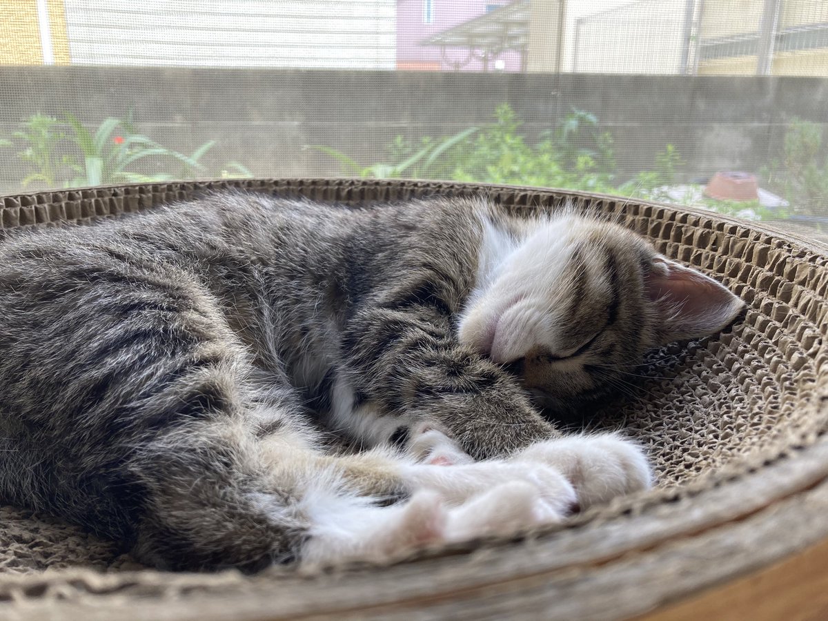 (つ･ω･(-ω-*)ｽﾔｧ..