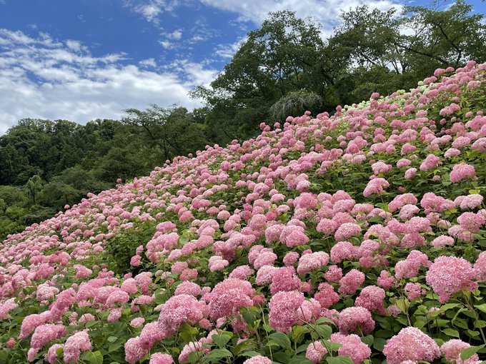 わんダフルネイチャーヴィレッジのtwitterイラスト検索結果