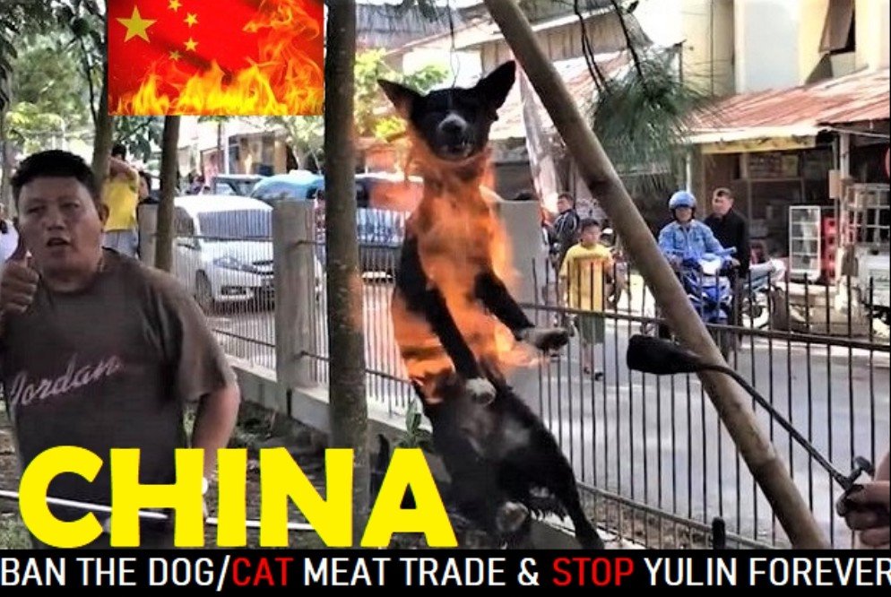 PhaedraXTeddy's tweet photo. Warning. #XiJinping has no laws against #AnimalCruelty.
#BanTikTok #StopYulin
#BoycottBeijingOlympics
#BoycottChina
#FreeChina #Chinese people get their pets stolen for this ๐ฝ ๐ https://t.co/Fs7UZGxcQG