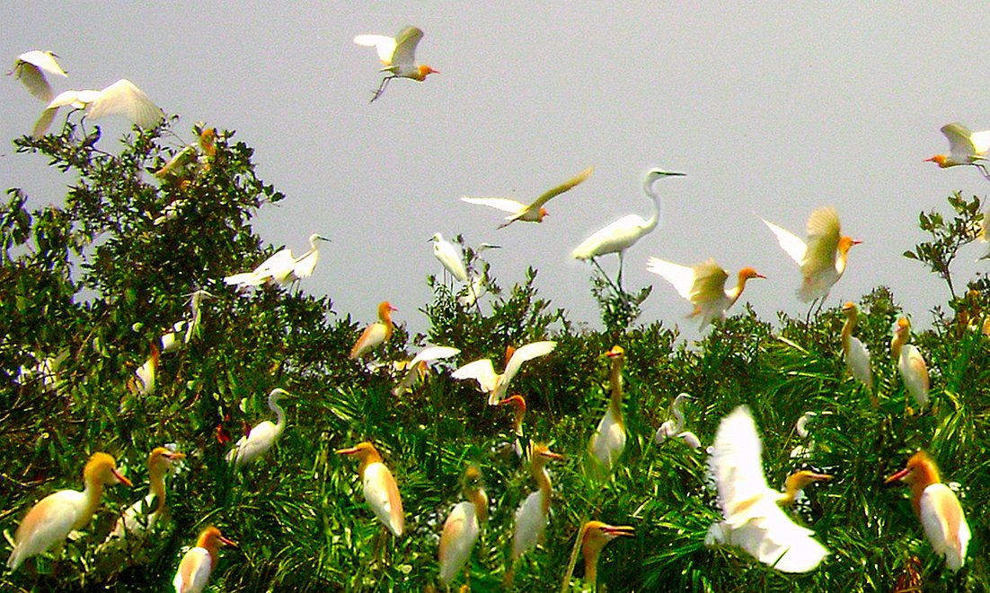 Why did a bird sanctuary in the Sunderbans suddenly lose its feathered occupants recently? Moumita Chaudhuri @Moumita78 finds out: bit.ly/35Dxblg

@ttindia @SankarshanT 
#Sunderbans #birdwatching #sanctuary #CycloneYaas #water
