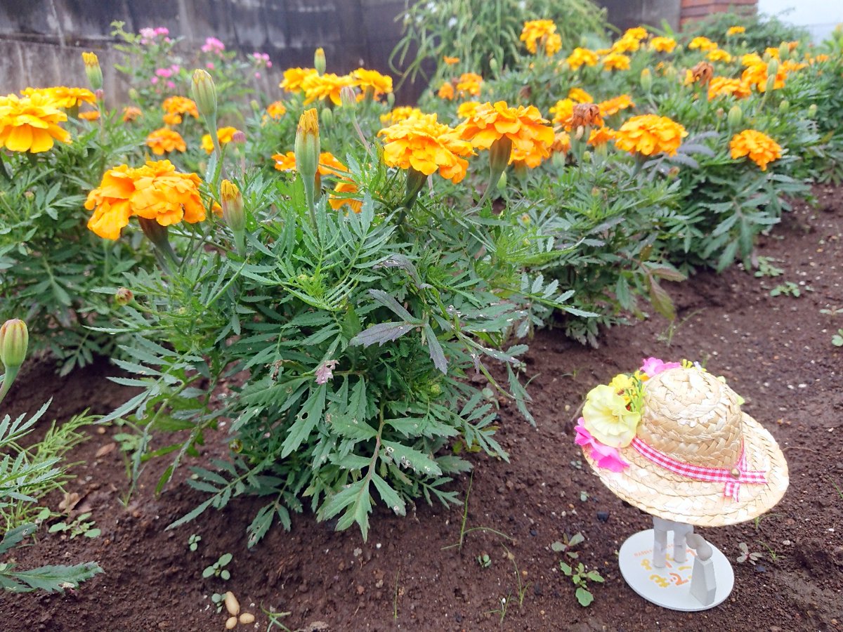 Twoucan マリーゴールド の注目ツイート イラスト マンガ コスプレ モデル