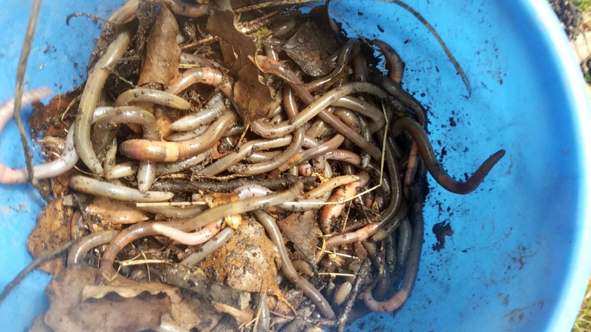 ルンバ社長 ドバミミズ販売中 Runbaceo Office Twitter