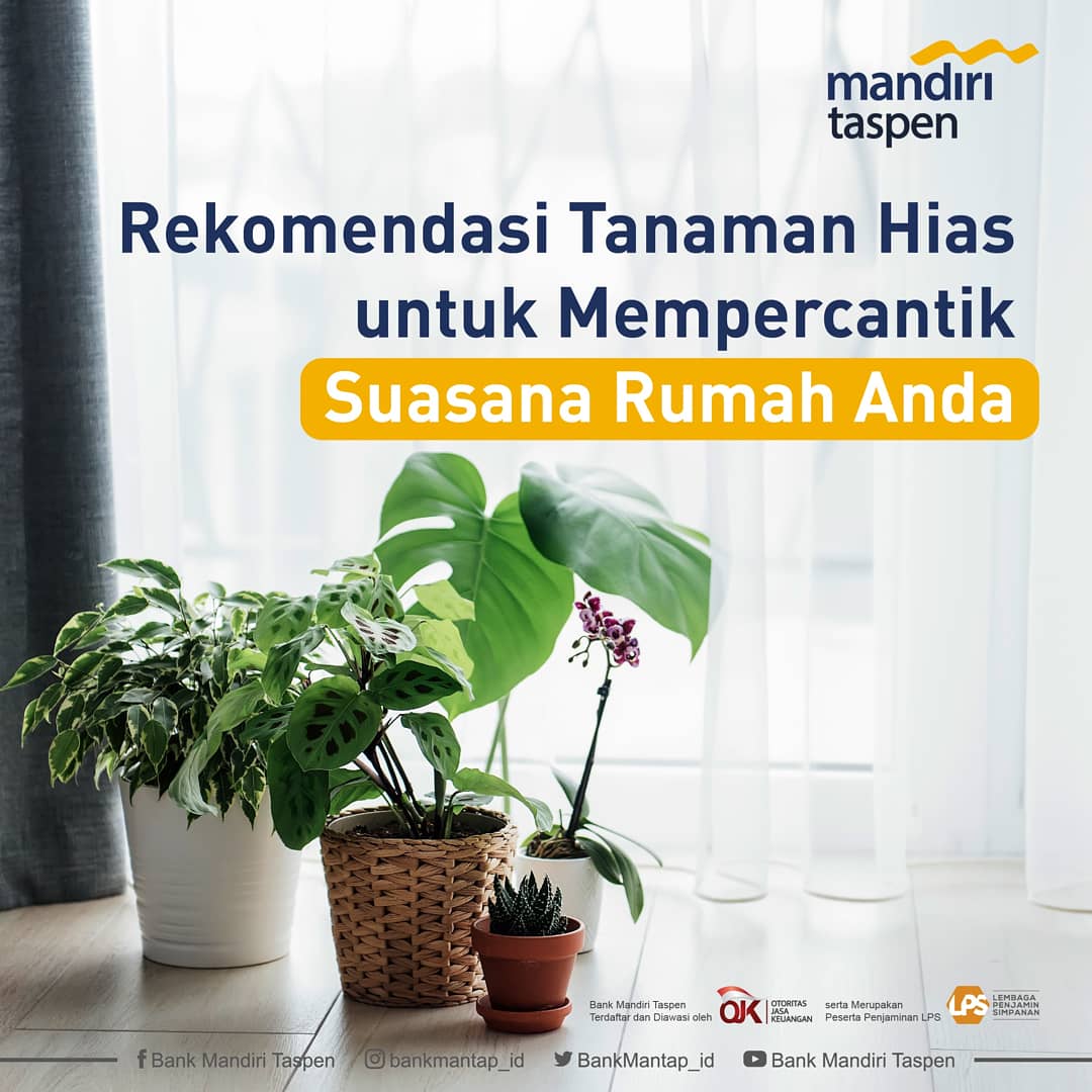 MandiriTaspen's tweet photo. Halo sobat #termantap, ingin suasana rumah kalian terasa sejuk dan dipenuhi pemandangan seperti kebun raya? Tentu bisa!
Beberapa rekomendasi tanaman hias ini dapat mempercantik suasana rumah Anda. Yang mana favoritmu? https://t.co/dA76cEaf50