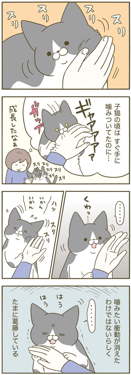 噛みそうで噛まないちょっと噛む猫 