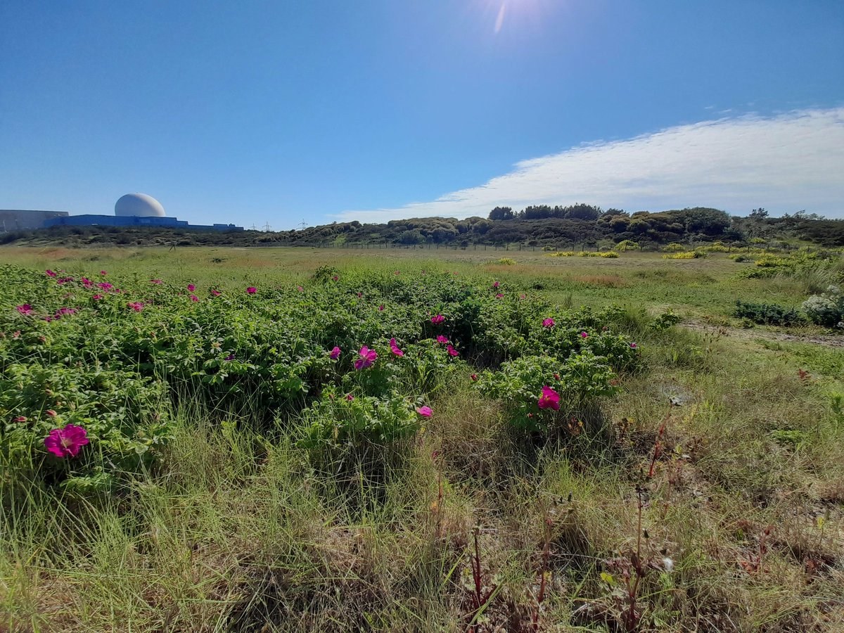 CRCuthbert's tweet image. This is a view of the proposed site for Sizewell C nuclear power station taken a week ago, say goodbye to varied and scarce habitats, wildlife and a peaceful and beautiful part of the Suffolk coast if this vast industrial complex is constructed here!