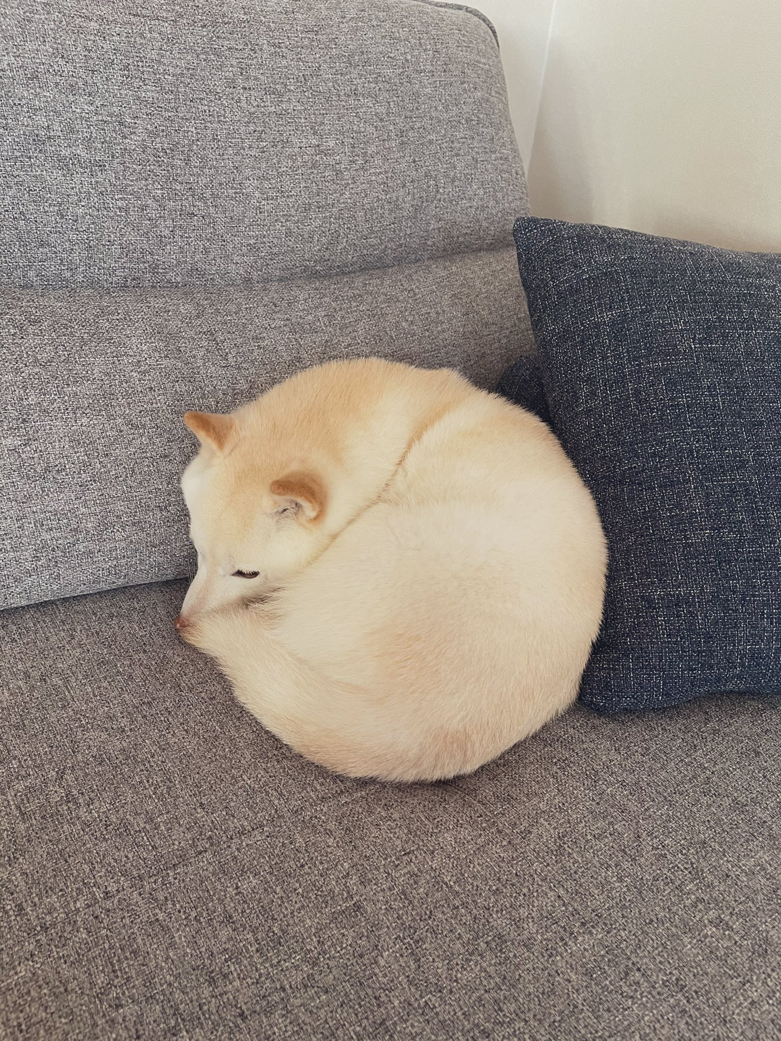 たまgo 丸い 白柴 柴犬 犬好きさんと繋がりたい T Co 9ftxykoehz Twitter