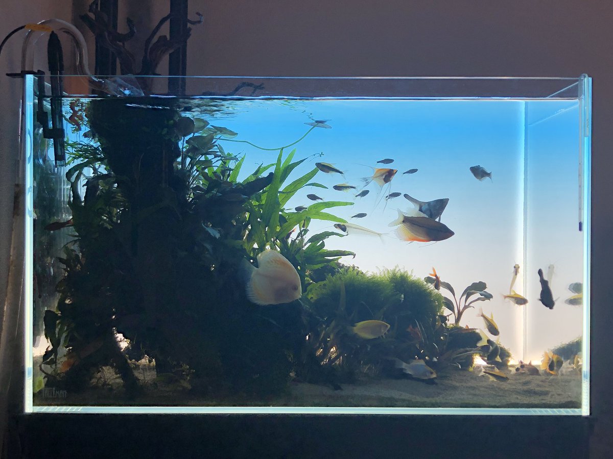 ハノイのトム Hanoi No106 Twitter