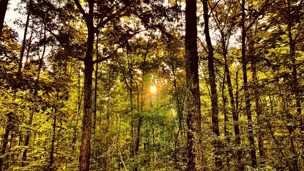 SunShipStudios's tweet image. 