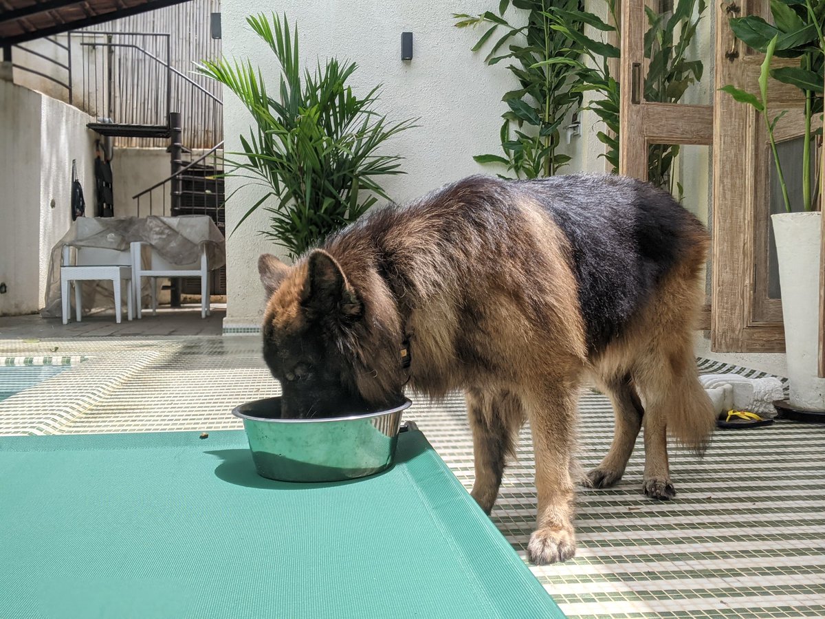 GarethEswin's tweet photo. Every #Sunday, he gets a special treat and today he got to use his bed as an extended dining table.
The best part of the day is spending time with this stress buster. Only Dog Parents will understand that.
#Dogs #DogsOfGoa #DogsOfTwitter #GSD #GermanShepherd #Goa https://t.co/mWL48XS0vf