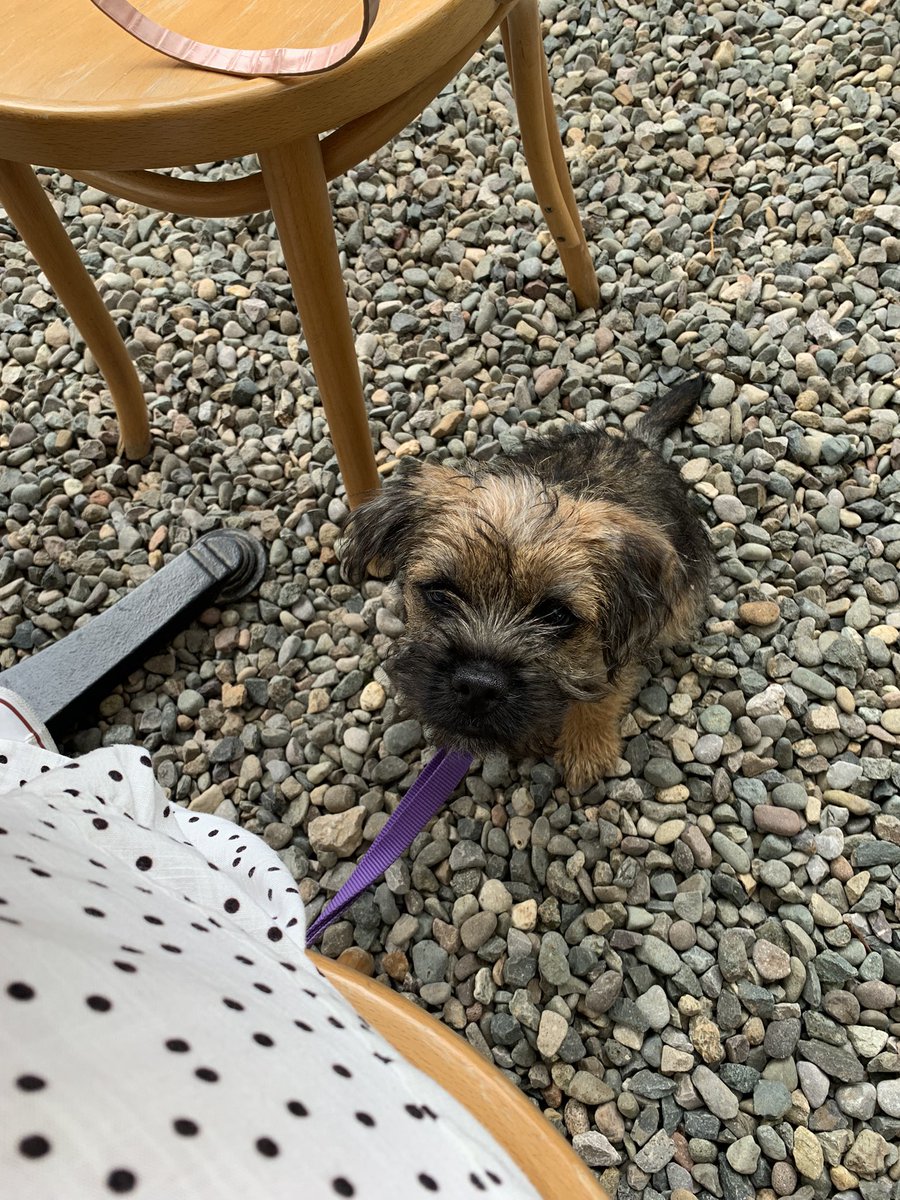 HooliNuala's tweet photo. Hoomum said I needs cafe training.. I’m not sold on this cafe bizness. She ate cake while I sat under a table 🤨 she said I was the goodest girl though 😇 #btposse #borderterrier #levenshall #cafepup https://t.co/wDq2R1N3X6