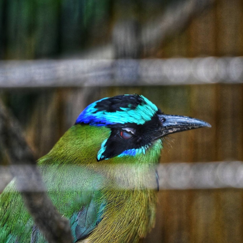 sliquer's tweet photo. 1. Motmot
2. Java Sparrow
3. Hoopoe
4. A pair of Mesia
5. Partridge
6. Tanager
7. Maranon Pigeon
8. Blue-bellied Roller
9. White-crested Hornbill
Our Jurong Bird Park collection
#birdwatching #birdphotography #jurongbirdpark #birdparkexperience #datewithbae https://t.co/Z9LrFSm8JM