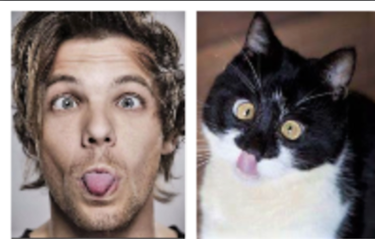 catsperacatlady's tweet photo. Louis Tomlinson is secretly a cat . #secretexposed https://t.co/DjSlYko7OY
