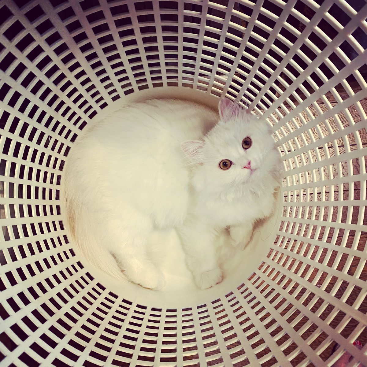 kittychang_love's tweet photo. 2021.06.20
丸い形の中って安心する？？

#kittycat #kittylove #whitecat #cat #catlife #catlover #catlovers #catphoto #catlove #scottishstraight #子猫 #��猫のいる生活 #子猫部 #こねこ #スコティッシュフォールド立ち耳 #スコティッシュストレート #白猫 #しろねこ #猫 #猫のいる暮らし https://t.co/yBL3ZZ4GQD