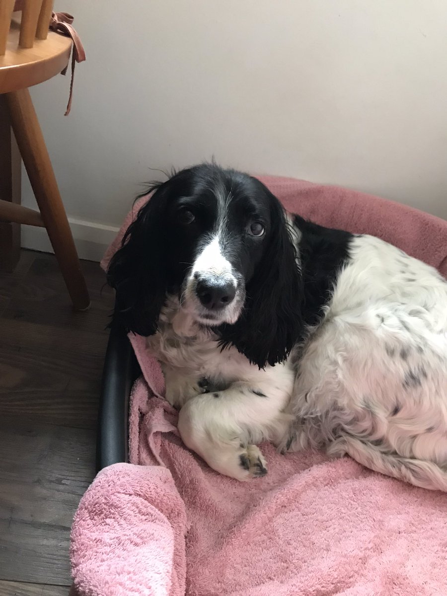 Albertspanners Dad tweet media