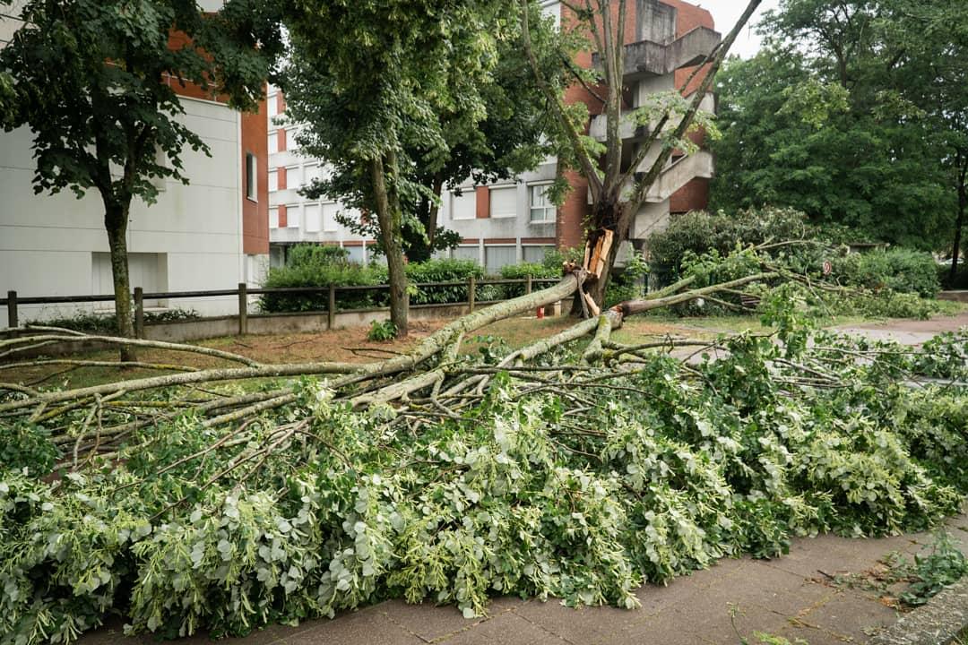 FiftySteph's tweet photo. Je crois que j'y suis allé un peu fort...

#evry #orage #tempête #chidori #éclair #tonnerre #foudre #thor #pikachu #ataqueeclair #abre #chutedarbre #riparbre #grandparissud #essone #storm #lightning #thunder #residencechantecler #evrycourcouronnes https://t.co/VCYwbekYni