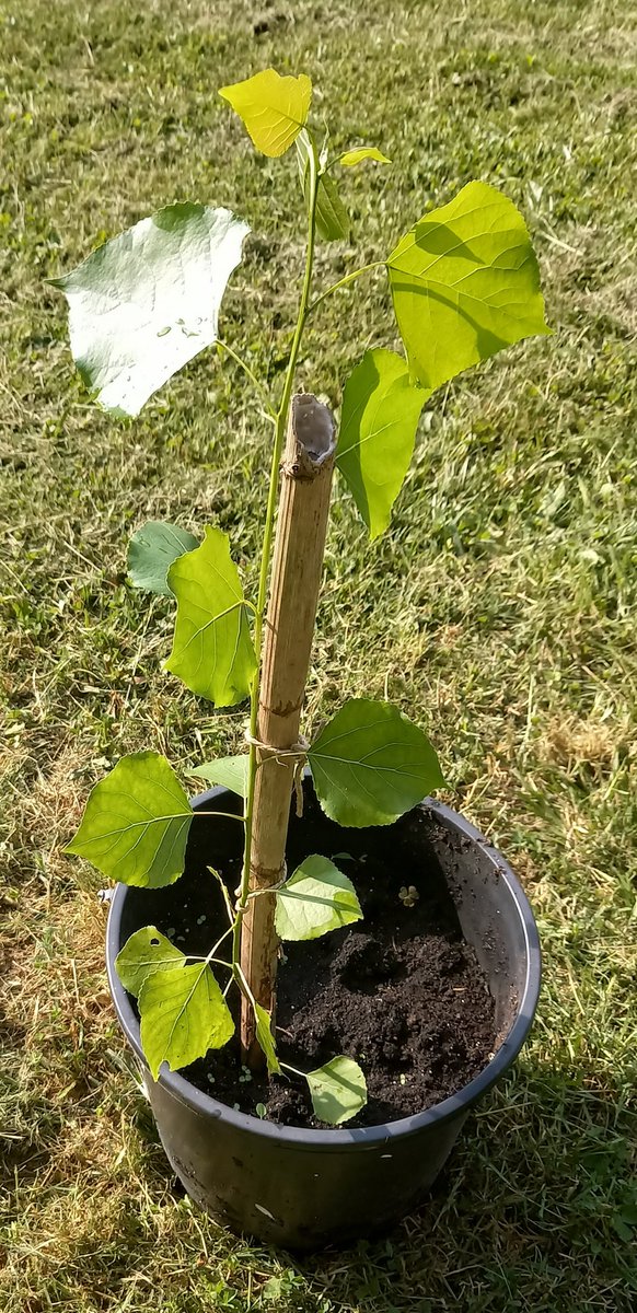 Zdenko_Franic's tweet photo. U Kaštel Štafiliću ispred kule Rotondo raste ogromna #murva. Prošle sam godine s ljetovanja donio 5cm dugački izbojak s jednim pupom i posadio.
Razvila se mlada, 60cm visoka murva, a svoj će život nastaviti u selu #Klinac u kojem smo već zasadili #dudinjak.
#zelenaruka https://t.co/aP45rMBcIk