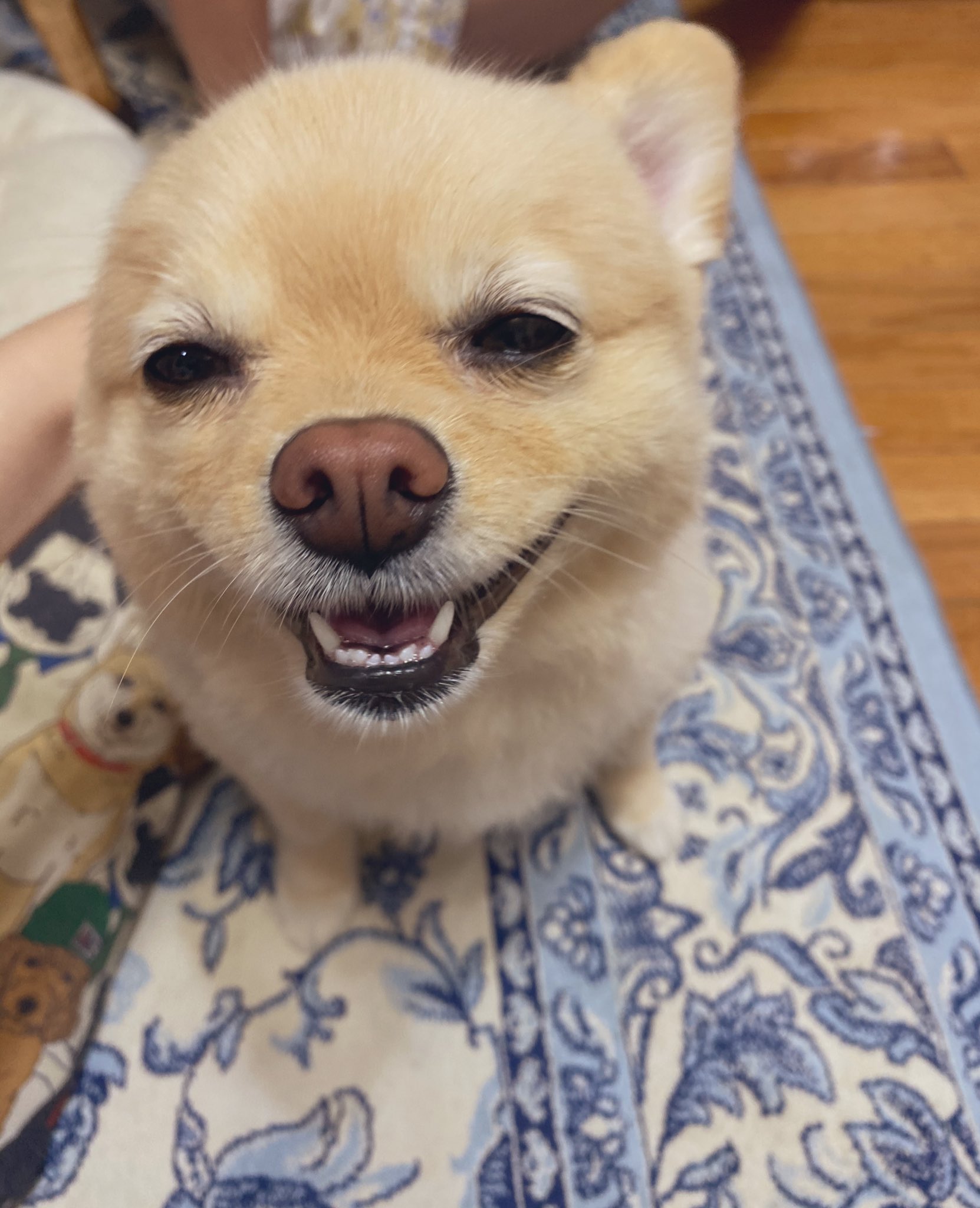 ポメのふーちゃん 癒しでしかない ポメラニアン 芸能人ばりの歯の白さ 犬好きさんと繋がりたい 犬のいる暮らし T Co Kjvkudznrx Twitter