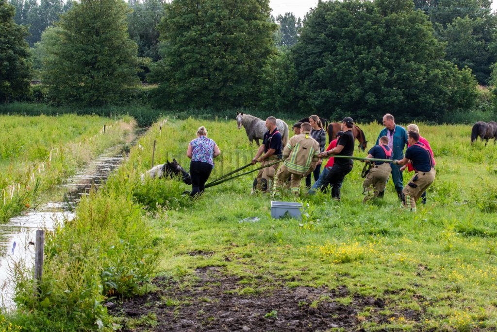 Schiedam - Brandweer haalt te water geraakt paard uit de sloot: ?..