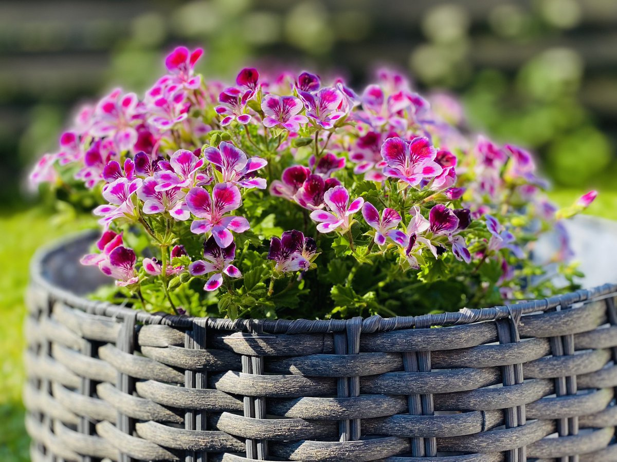 Tapsalaakso's tweet image. Helleaamu
Totta vai kuvitelmaa, että helteellä äänet kuulostavat erilaisilta: pehmeimmiltä, humisevan pyöreiltä?