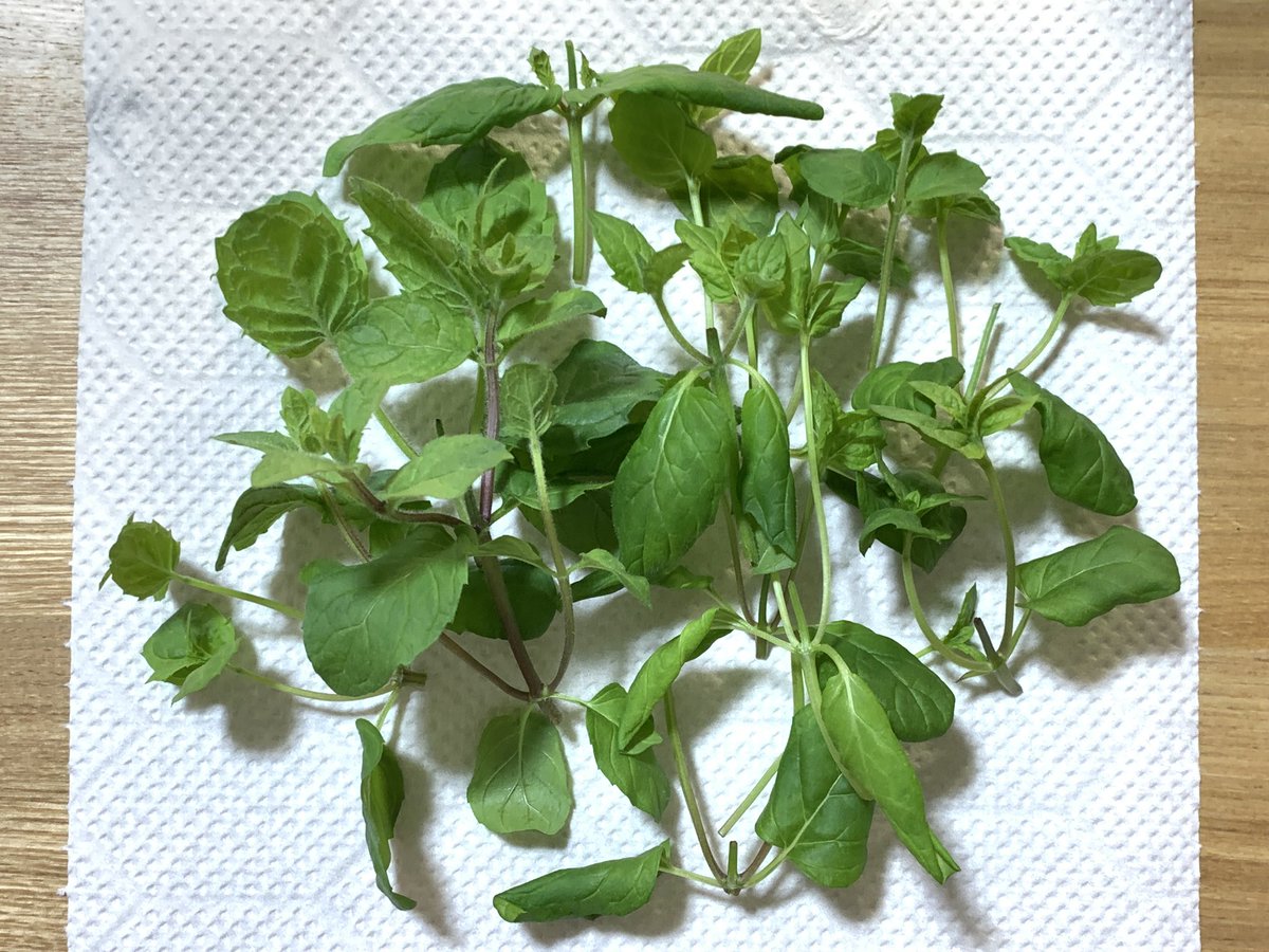 ｏａｔアグリオ株式会社 水耕栽培キット ミント播種36日目収穫 Ledライトにもう届きそうなので収穫しました 料理のことで頭がいっぱいですy 通販サイト T Co Hghi41bzh8 Led 水耕栽培キット ミント 水耕栽培 栽培 家庭菜園