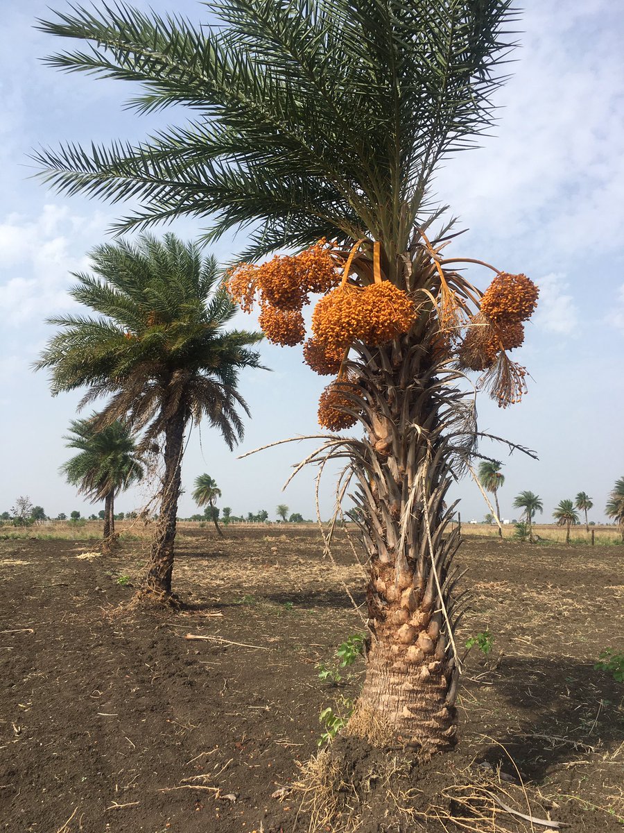 OnlyTrs's tweet photo. Weekend long drive : After the lockdown,visiting villages, farms and ponds feels serene and relief. Monsoons are a respite to nature and from trials of city life 🌧 🌳 🌱😊
#mansoons #rainyseason #Hyderabad https://t.co/bakUJkn2Zt